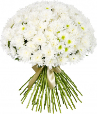 Кустовая белая хризантема