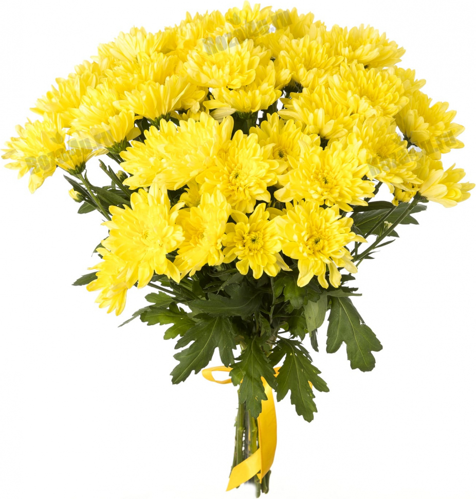 Кустовая желтая хризантема